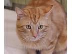 Adopt Cheddar a Domestic Mediumhair / Mixed cat in Napa, CA (41468976)
