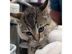 Adopt Otto a Domestic Mediumhair / Mixed cat in Napa, CA (41468975)