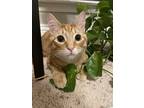 Adopt Puff a Orange or Red Tabby Tabby / Mixed (medium coat) cat in Dallas
