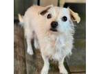 Adopt Chloee a White Norfolk Terrier / Mixed Breed (Small) / Mixed dog in Mead