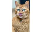 Adopt Verde a Domestic Shorthair / Mixed (short coat) cat in Great Bend