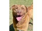 Adopt Rocky a Chesapeake Bay Retriever / Labrador Retriever / Mixed dog in Great
