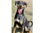 Adopt Rex a Doberman Pinscher / Mixed dog in Great Bend, KS (41216992)