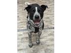 Adopt Hank a Australian Cattle Dog / Mixed dog in Neillsville, WI (41468735)