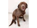 Adopt Daisy a Labrador Retriever / Mixed dog in Neillsville, WI (41468734)