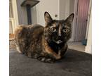 Adopt Dotty a Tortoiseshell Munchkin / Mixed (short coat) cat in San Diego