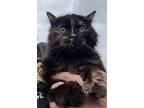 Adopt Vamp a Domestic Mediumhair / Mixed cat in Salt Lake City, UT (41468928)