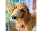 Adopt Callie a Red/Golden/Orange/Chestnut Poodle (Standard) / Mixed dog in Mead