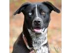 Adopt Frida a Black - with White Australian Cattle Dog / Blue Lacy/Texas Lacy /