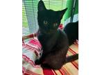 Adopt Jet a Black (Mostly) Domestic Shorthair (short coat) cat in Monmouth