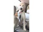 Adopt Goose a White Poodle (Standard) / Australian Shepherd / Mixed dog in