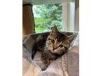 Adopt Provolone a Brown Tabby Domestic Mediumhair / Mixed (medium coat) cat in