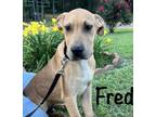 Adopt Fred - Johnston, RI a Tan/Yellow/Fawn - with Black Great Dane / Mixed