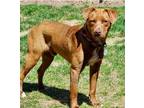 Adopt Sam a Brown/Chocolate Labrador Retriever / Mixed Breed (Medium) / Mixed