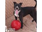 Adopt TILLY a Black - with White Pit Bull Terrier / Mixed dog in Tucson