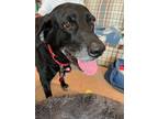 Adopt Jay a Black Labrador Retriever / Mixed dog in Warrington, PA (41468787)