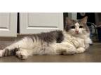 Adopt GT a Gray or Blue (Mostly) Domestic Longhair / Mixed (long coat) cat in