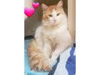 Adopt Justin a Orange or Red (Mostly) Maine Coon / Mixed (long coat) cat in