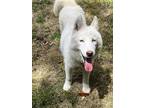 Adopt Ice a White Husky / Siberian Husky / Mixed dog in Oviedo, FL (41468784)