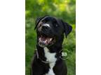 Adopt Skye a Black Pit Bull Terrier dog in Kelowna, BC (41233435)