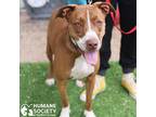 Adopt MIKE a Brown/Chocolate - with White Pit Bull Terrier / Mixed dog in