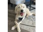 Adopt Dexter a Tan/Yellow/Fawn Irish Terrier dog in Kelowna, BC (41417812)