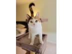Adopt Mini a Calico or Dilute Calico American Shorthair / Mixed (short coat) cat