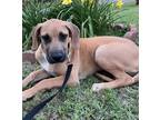 Adopt Barney - Johnston, RI a Tan/Yellow/Fawn - with Black Great Dane / Mixed