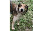 Adopt Roy a Red/Golden/Orange/Chestnut - with White Airedale Terrier / Mixed dog