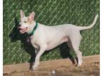 Adopt Chili (Foster or Adopt!) a White Terrier (Unknown Type