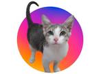 Adopt Dax a Gray or Blue (Mostly) Domestic Mediumhair / Mixed (medium coat) cat