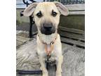 Adopt Aspen - East Taunton, MA a Tan/Yellow/Fawn - with Black Shepherd (Unknown