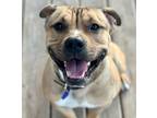 Adopt Dozer a Brown/Chocolate Staffordshire Bull Terrier / Mixed Breed (Large) /