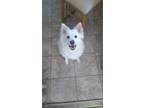 Adopt Bumbi a White Pomsky / Mixed dog in Garden Grove, CA (41468670)