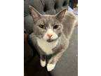 Adopt Chips a Gray, Blue or Silver Tabby Domestic Shorthair / Mixed (short coat)