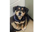 Adopt Ollie a Black Beagle / Dachshund dog in Apple Valley, CA (41468755)