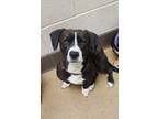 Adopt Snoopy a Black Beagle / Dachshund dog in Apple Valley, CA (41468754)