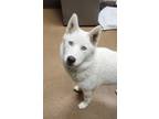 Adopt Jersey a White Husky dog in Apple Valley, CA (41468753)