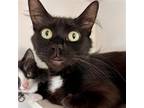 Adopt Kiki a All Black Domestic Mediumhair / Mixed (medium coat) cat in Oakland