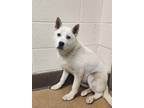 Adopt Peaches a White Akita / Shar Pei dog in Apple Valley, CA (41468750)