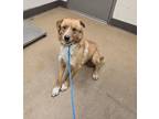 Adopt Ranger a Gray/Blue/Silver/Salt & Pepper Border Collie dog in Apple Valley