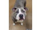 Adopt Evie a Gray/Blue/Silver/Salt & Pepper American Pit Bull Terrier dog in