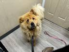 Adopt Oakley a Chow Chow / Mixed dog in Oceanside, CA (41468745)
