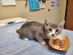 Adopt Skade a Domestic Shorthair / Mixed cat in Oceanside, CA (41468744)
