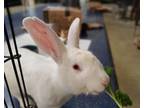 Adopt Artoo a American / Mixed rabbit in Oceanside, CA (41468739)