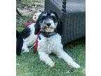 Adopt Ollie a Black - with White Bernedoodle / Mixed dog in Elkton