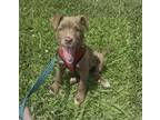 Adopt Millie - Cranston, RI a Tan/Yellow/Fawn - with White Labrador Retriever /
