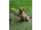 Adopt Bertie a Brown/Chocolate Puggle / Mixed Breed (Small) / Mixed dog in