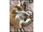 Adopt Milo a Orange or Red American Shorthair / Mixed (medium coat) cat in
