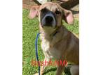 Adopt BASHFUL a Shepherd (Unknown Type) / Mixed dog in Lebanon, CT (41173426)